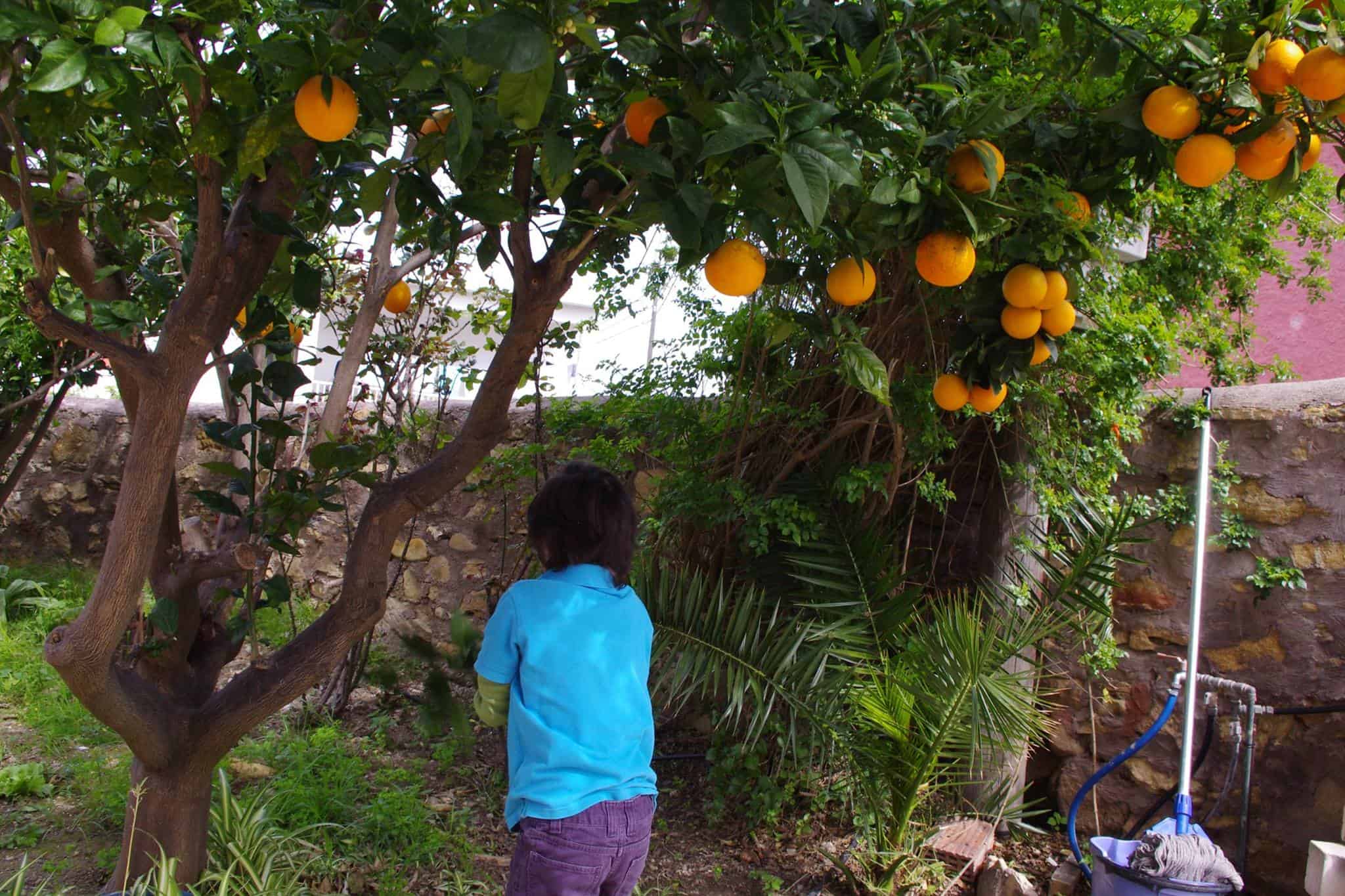 A Kiss of Oranges and Myrtle on Crete